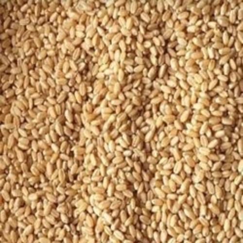 100% Original And Pure Dry Food Grade Wheat Grain 