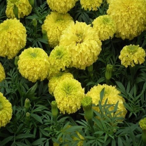 Fresh And Beautiful Yellow Marigold Outdoor Flower Plant at 5000.00 INR ...