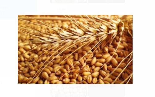 Rich Natural Delicious Taste Chemical Free Healthy Brown Wheat Seeds For Agriculture, 50 Kg