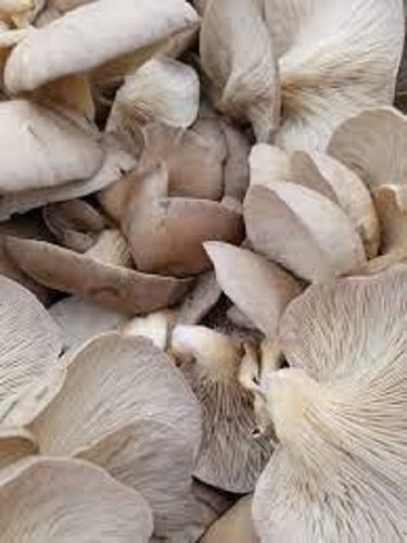 100% Natural White Color Fresh Good For Health Have High Nutritional A Grade Dried Dry Oyster Mushrooms