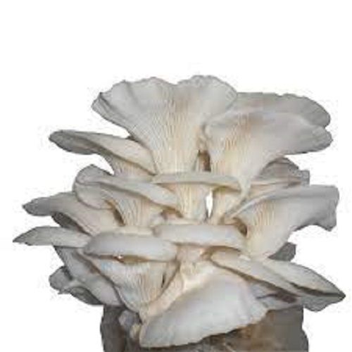 100% Natural White Color Fresh Good For Health Have High Nutritional Oyster Mushroom, No Artificial Flavour Processing Type: Raw