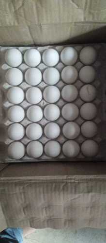 Healthy And Nutritious Farm Fresh Rich In Protein And Calcium White Fresh Eggs