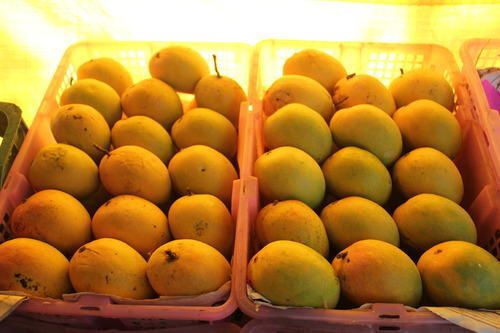 A Grade 100 Percent Purity Indian Origin Naturally Grown Fresh Sweet Ratnagiri Mangoes Fruit