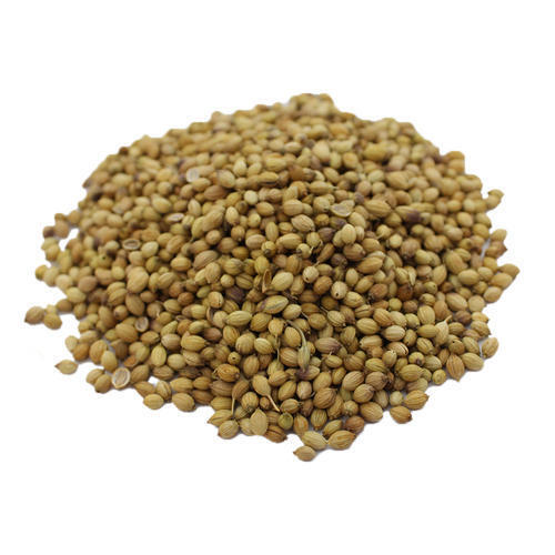 Common Aromatic And Flavourful Indian Origin Naturally Grown Spicy A Grade Coriander Seeds