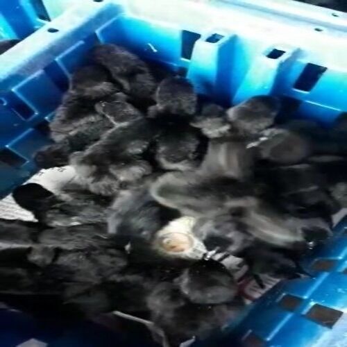 Healthy Black Live Kadaknath Poultry Farm Chicks 