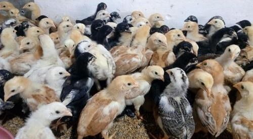 Multicolor Country Poultry Farm Chicken