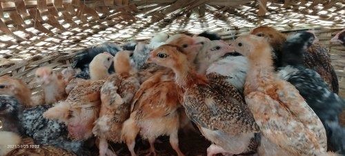 Poultry Farming Multicolor Healthy Old Country Chicks