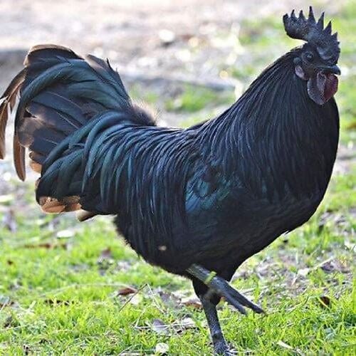 Pure Black Kadaknath Poultry Farm Chicken Chiks