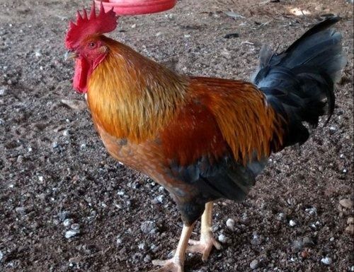 Rhode Red Rooster Poultry Farm Country Chicken Gender: Both