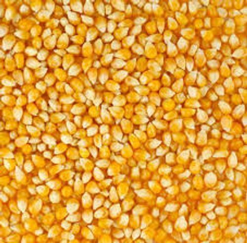 Yellow High In Carbohydrates, Protein Gluten-Free Grain Of Whole Organic Maize 