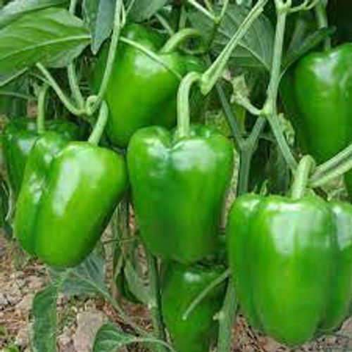 Oval Rich Source Of Nutrients Herbal Green Vegetable Capsicum 