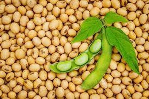 Superior Qualities Vegetarian Diets High Protein Rich In Vitamin K2 Of Soya Bean 