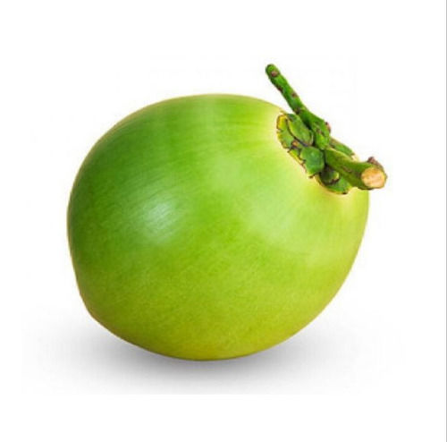 Pure And Natural Healthy Vitamins And Minerals Enriched Fresh Round Shape Green Tender Coconut