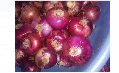 100 % Fresh And Natural Red Organic Onion With High Nutritious Value