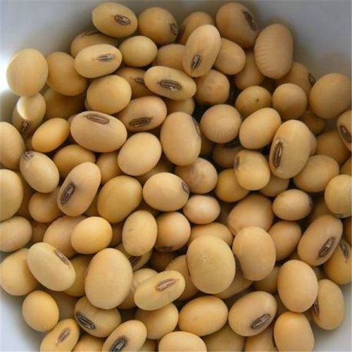 100 Percent Pure And Organic Yellow Soybean, Rich In Protein