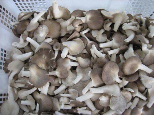 Firm Fleshy Natural Sajor Caju Oyster Mushroom Spawn, Rich Source Of Vitamin D Calcium