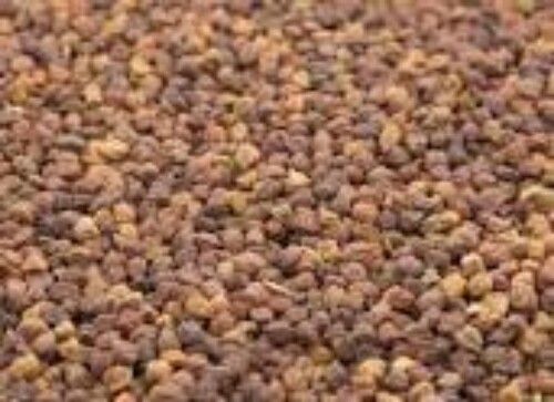 Highly Nutritious Beans Organic Whole Kala Chana With Superb Flavor