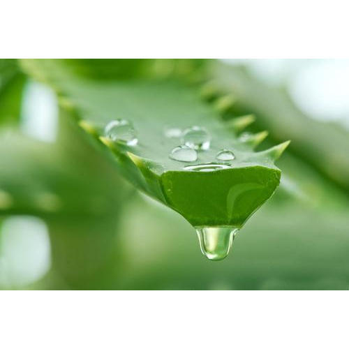 Farm Fresh 100% Green Natural Aloe Vera Gel For Skin Smoothening And Freshing  Grade: A