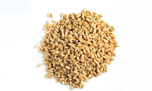 100% Natural And Organic Golden Sarbati Wheat Grain High In Protein