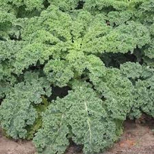 100% Organic And Farm Fresh Desi Leaf Cabbage Vegetable Seeds - (35 Seeds)