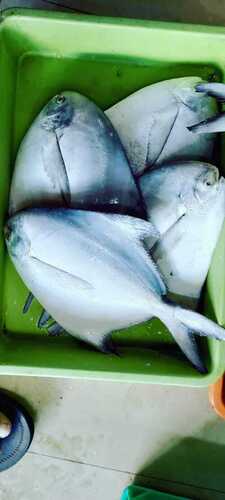 Blue And White Fresh Seafood Frozen Pomfret Fish For Restaurant And Household
