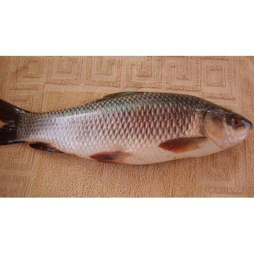 Brown And White Fresh Seafood Frozen Fresh Rohu Fish For Restaurant Household