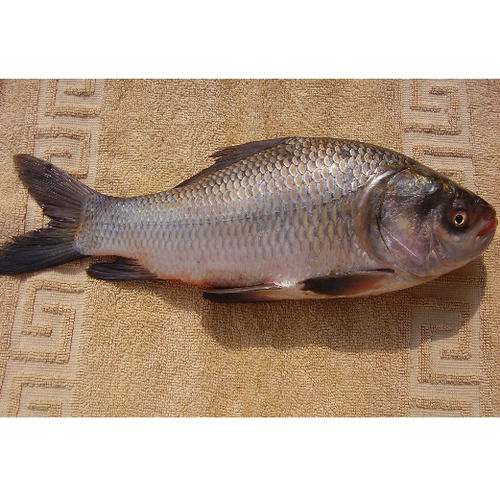 Brown Sea Food Frozen Fresh Rohu Fish For Restaurant And Household