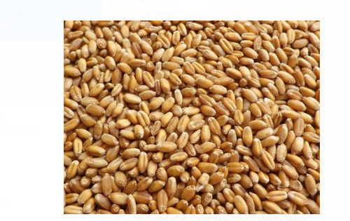 Gluten Free 100% Natural And Organic Golden Wheat Grain High In Protein