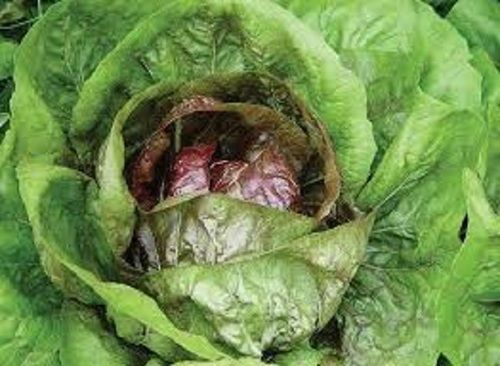 Natural And Organic Cabbage Seeds, Perfect For Making Coleslaw, Sauerkraut And Many Other Dishes