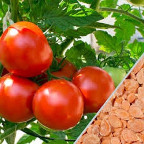 Organic And Fresh Green Grow Tomato Seed, Perfect Addition To Any Garden