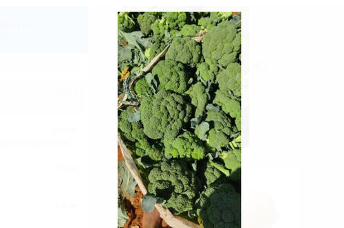 Pack Of 1 Kg 100% Fresh And Natural Food Grade Green Broccoli 