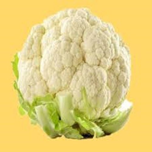 Young Star Cauliflower Seed, Perfect For Small Gardens And Windowsills