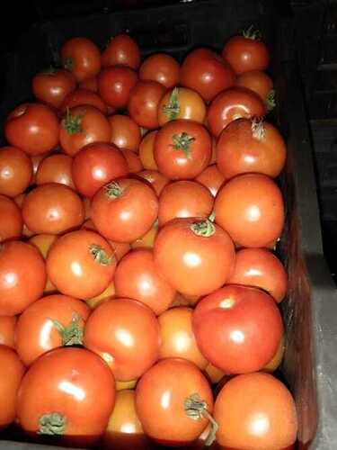 100 Percent Natural And Fresh A Grade Red Tomato Used In Cooking And Salads