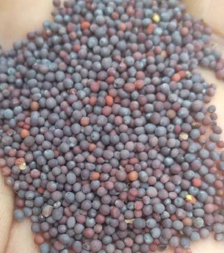 100 Percent Pure No Added Preservative And Chemical Free Black Mustard Seeds