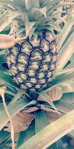 Brown Indian Origin And A Grade Pineapple Fruit With High Nutritious Values