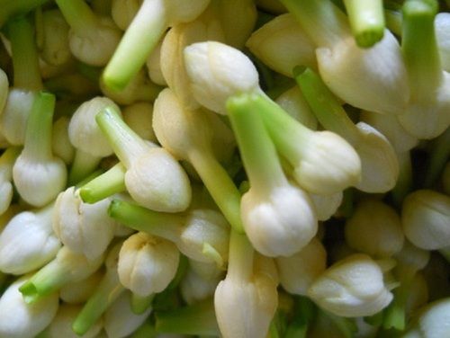  Fragrance Traditional Essential Aromatic And Traditional Fresh White Jasmine Flower