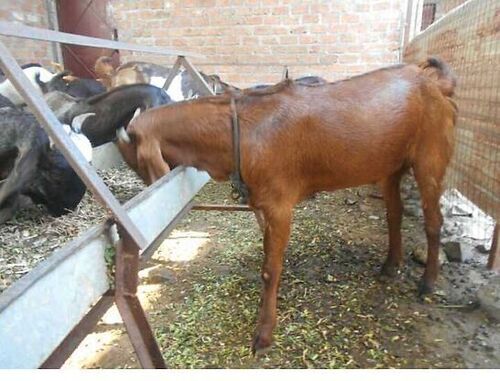 100% Healthy And Vaccinated Live Brown Boer Goats Gender: Male