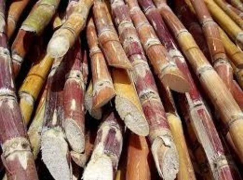 Commonly Harvested Fresh Whole Sugarcane With High Nutritious Value
