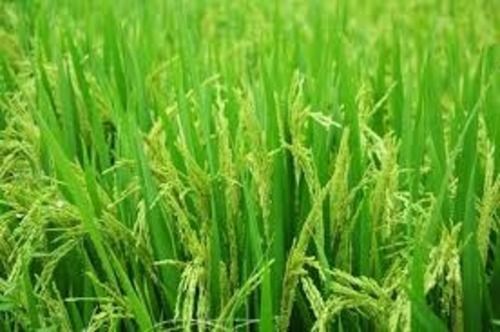 Gluten Free A Grade Paddy Rice For Cooking And A Good Source Of Protein