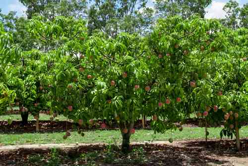 Green Mango Tree For Forming With 3-6 Feet Length 