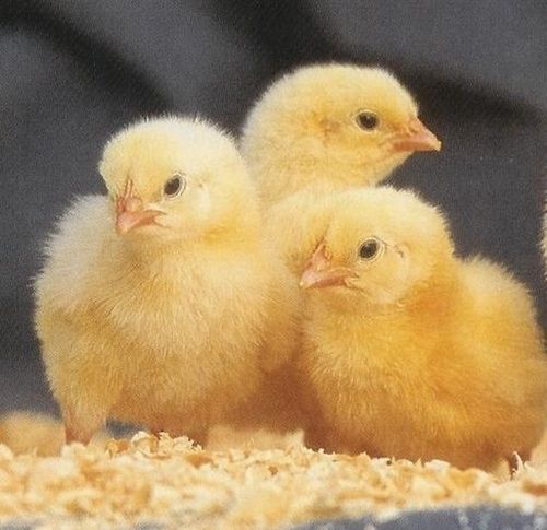 Healthy Live Broiler Chicks 