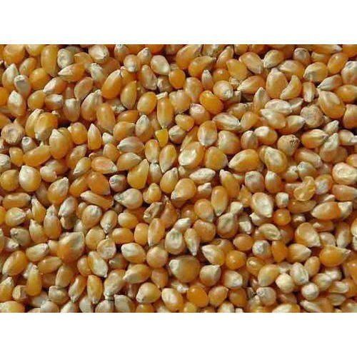 Light Yellow 15% Moisture Containing Cattle And Poultry Feed Purpose Dry Maize