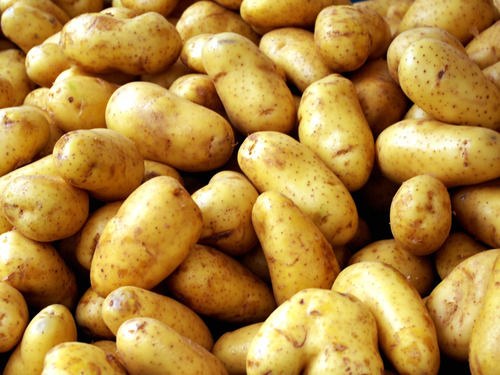 100% Fresh And Natural Pure Organic Round Fresh Potato For Cooking Use