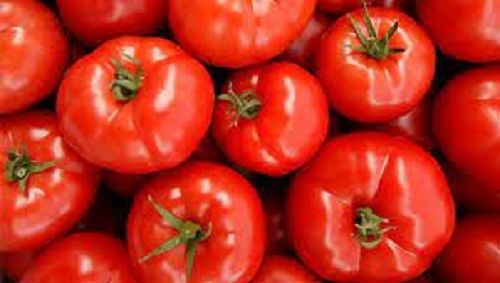 100% Fresh Natural And Pure Organic Round Red Tomato For Cooking Use