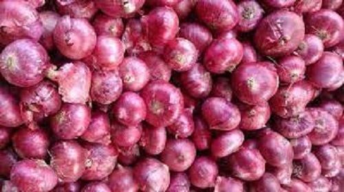 100% Natural Pure And Organic Fresh Red Fresh Round Onion For Cooking Use