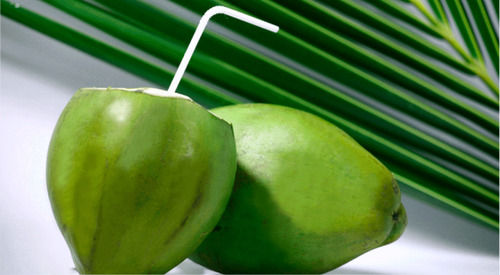 Green Indian Origin Farm Fresh Natural Healthy Naturally Grown Vitamins Enriched Tender Coconut 