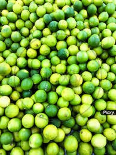 Common 100 Percent Pure Quality And Sour Natural Rich Taste, Healthy Green Fresh Lemon 