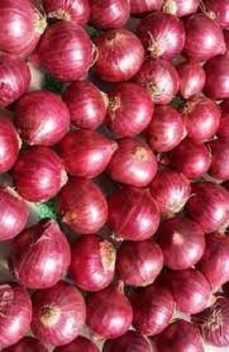 Pure Natural And Organic Round Fresh Red Onions For Cooking Use 