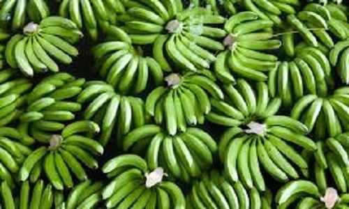 Rich In Minerals And Nutrients Healthy Fresh Delicious Green Banana Fruits