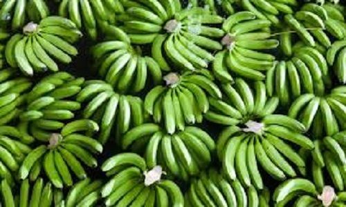 Common 100 Percent Fresh And Pure Sweet Taste, Non Glutinous Green Banana Fruit